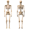 Skeleton